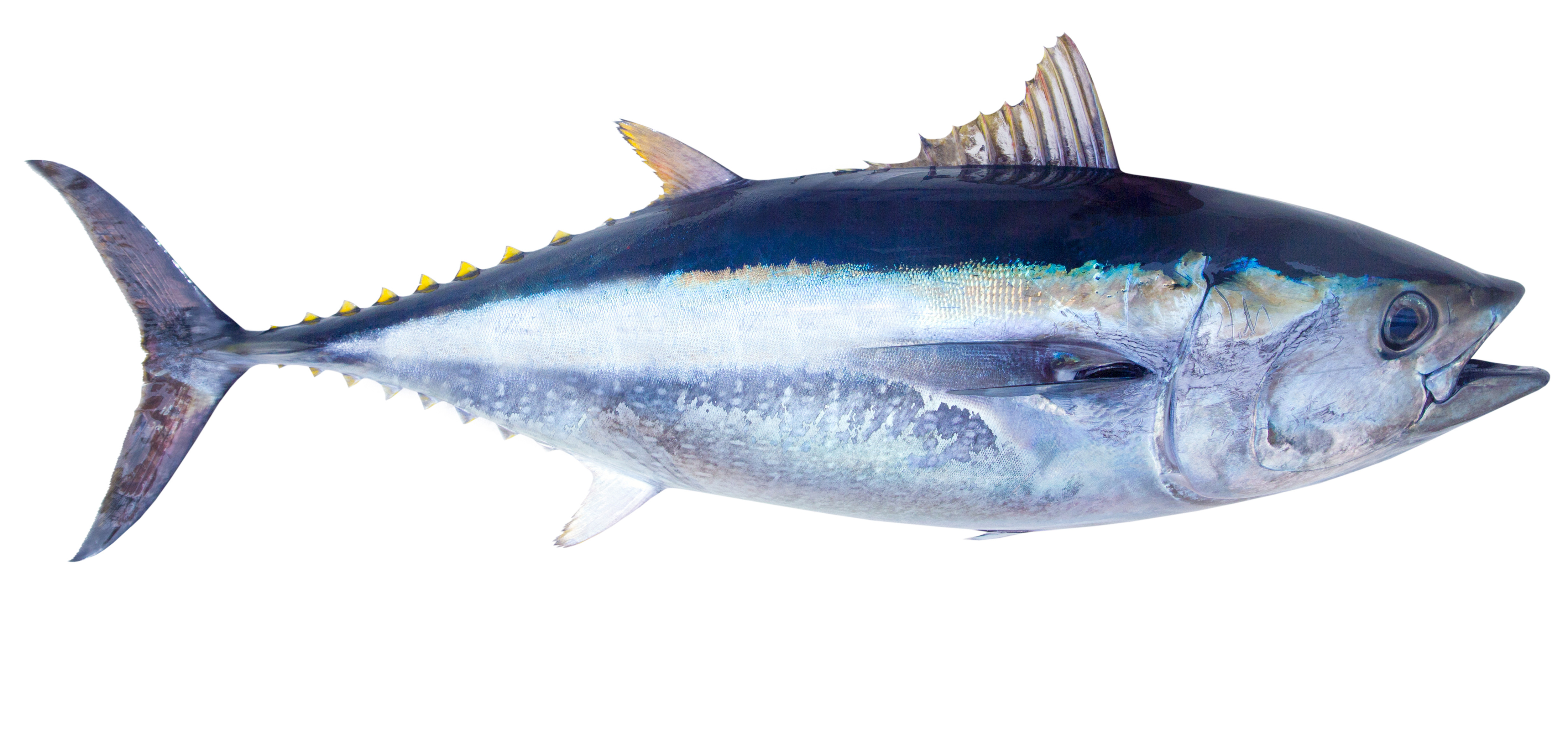 Tuna & Wahoo Lures