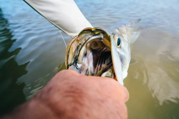 Berkley Gulp Saltwater Paddleshad, 3", 5pk, Arkansas Glow